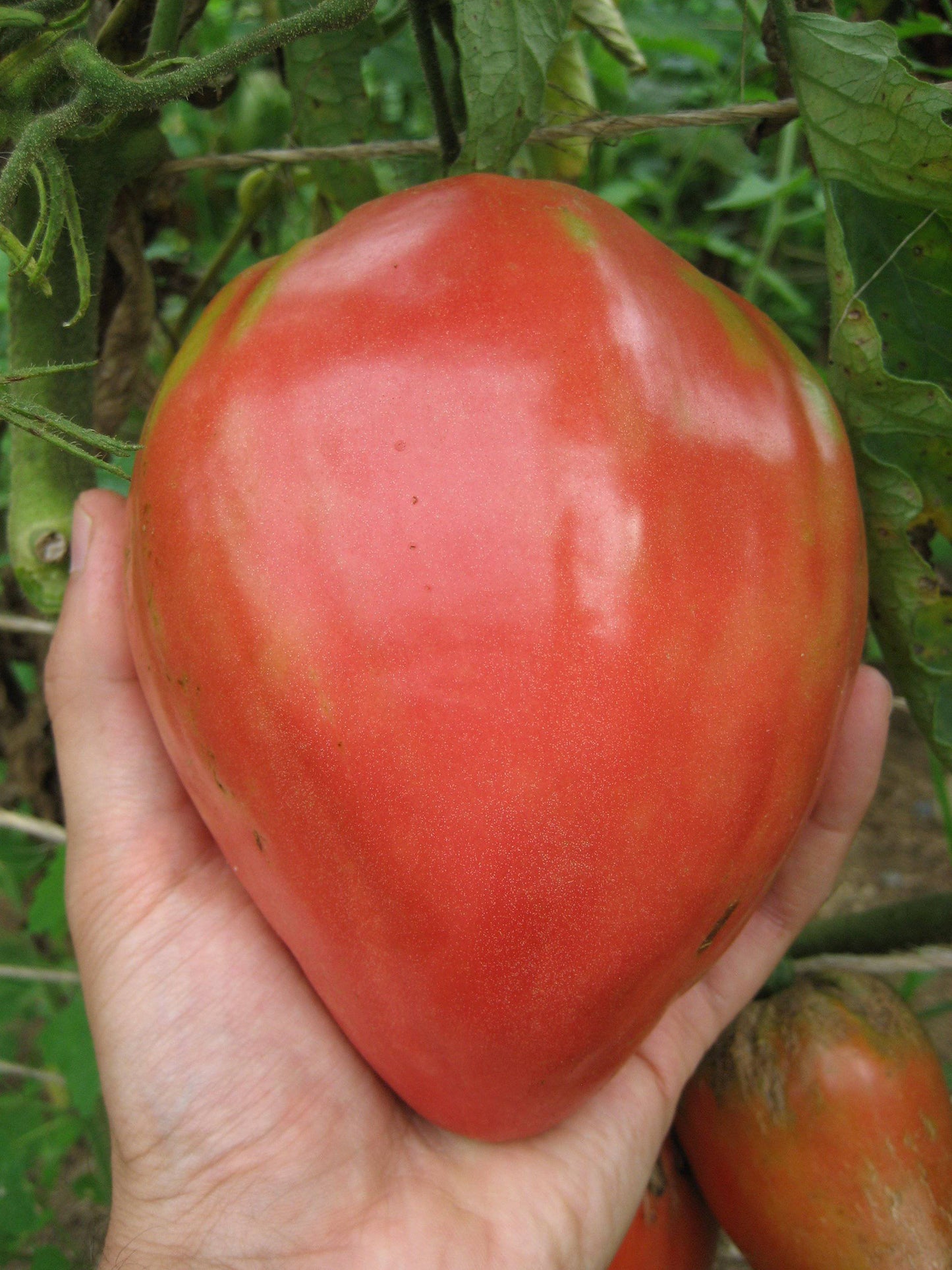 Farm.hand.seeds Ox Heart Heirloom Tomato