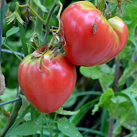Farm.hand.seeds Ox Heart Heirloom Tomato