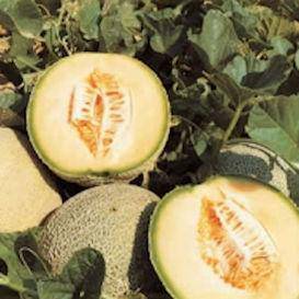 Tam-Uvalde Cantaloupe