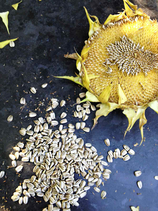 Farm.hand.seeds Salt N' Roast Sunflower