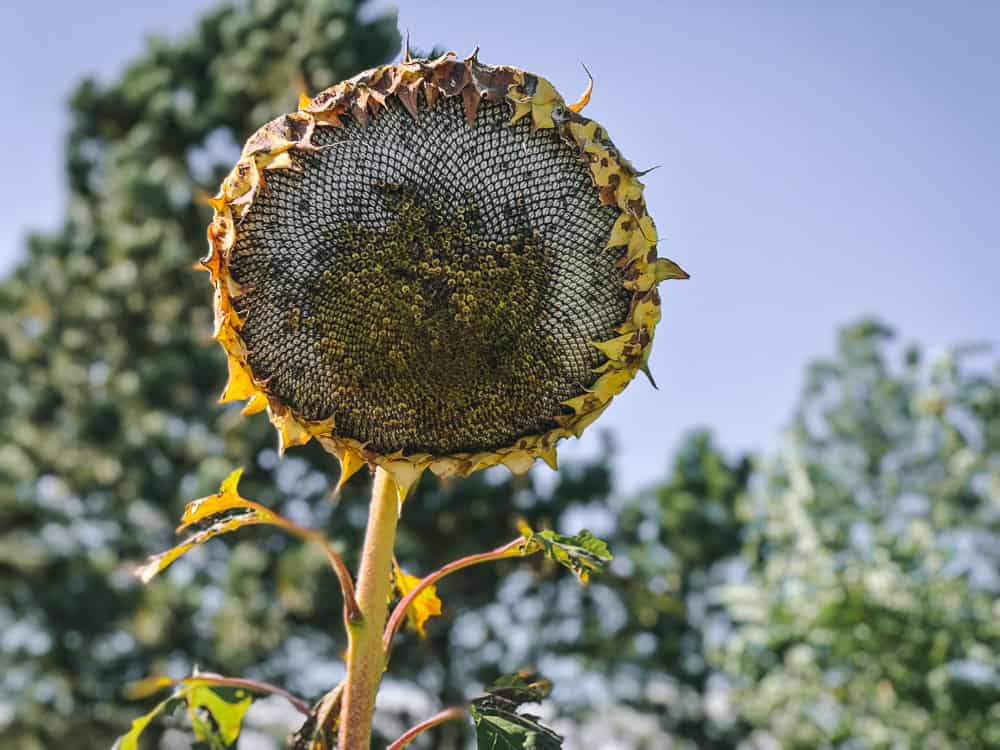 Farm.hand.seeds Salt N' Roast Sunflower