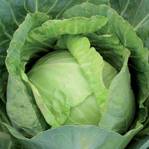 Denmark Copenhagen Cabbage