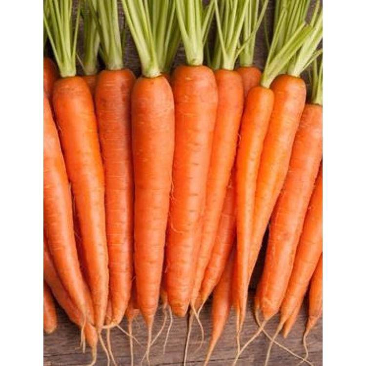 Farm.hand.seeds Kuroda Long Carrot