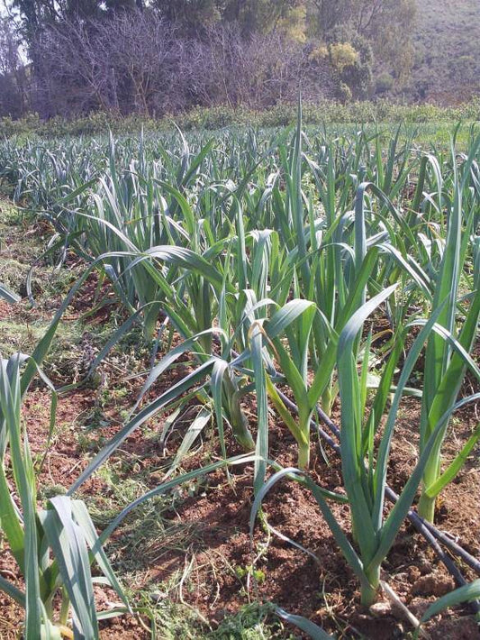 Carentan heirloom leek