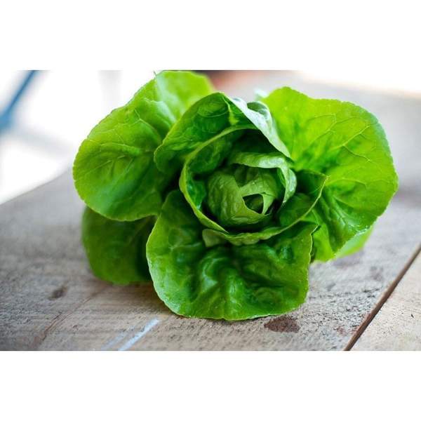 Farm.hand.seeds Little Gem Lettuce