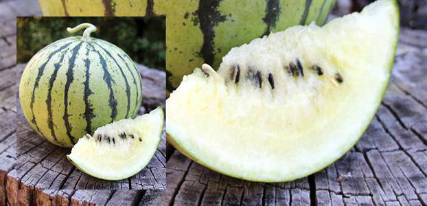 Farm Hand Seeds Cream of Saskatchewan Heirloom Melon