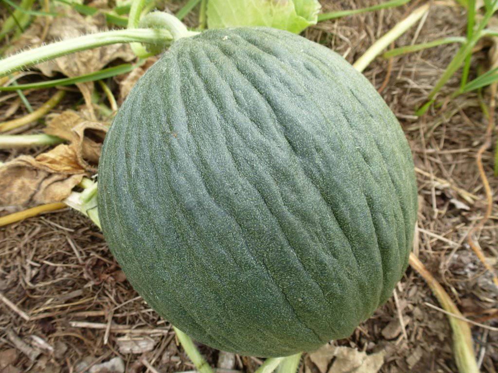 Valencia Melon - Premium {PRODUCTsweet cornValencia Melon_TYPE} from Farm.hand.seeds - Just $2.69! Shop now at Farm.hand.seeds