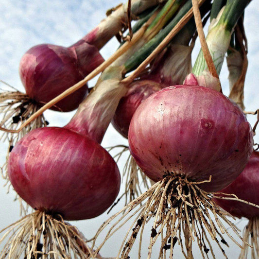 Red Grano Short Day Onion