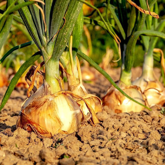 Texas Early Grano Onion