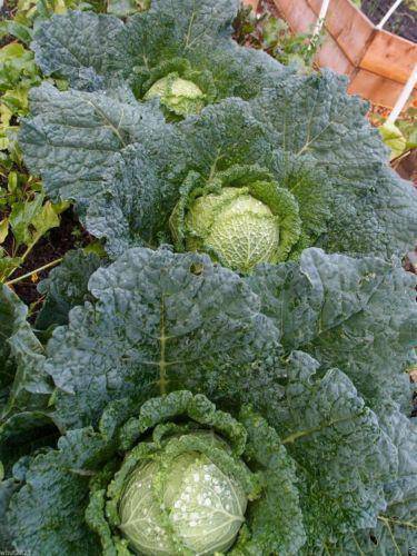 farm hand seeds Drumhead Savoy Cabbage