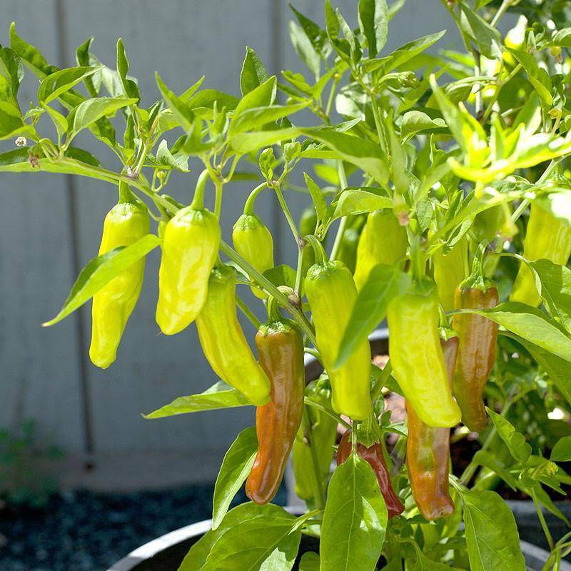 Farm.hand.seeds Greek Golden Pepperoncini