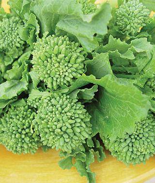 Farm.hand.seeds Early Fall Broccoli Rabe
