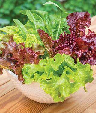 Farm.hand.seeds Gourmet Lettuce Mix