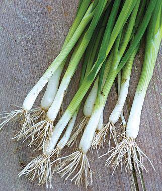 Evergreen Bunching Onion