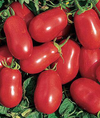 beyond organic seeds Pink Plume Celery 