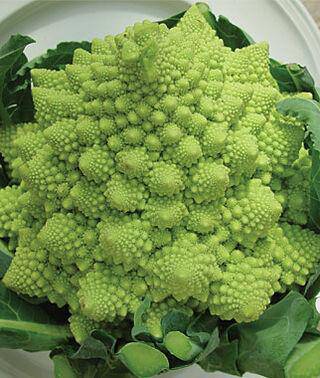 Farm.hand.seeds Romanesco Broccoli