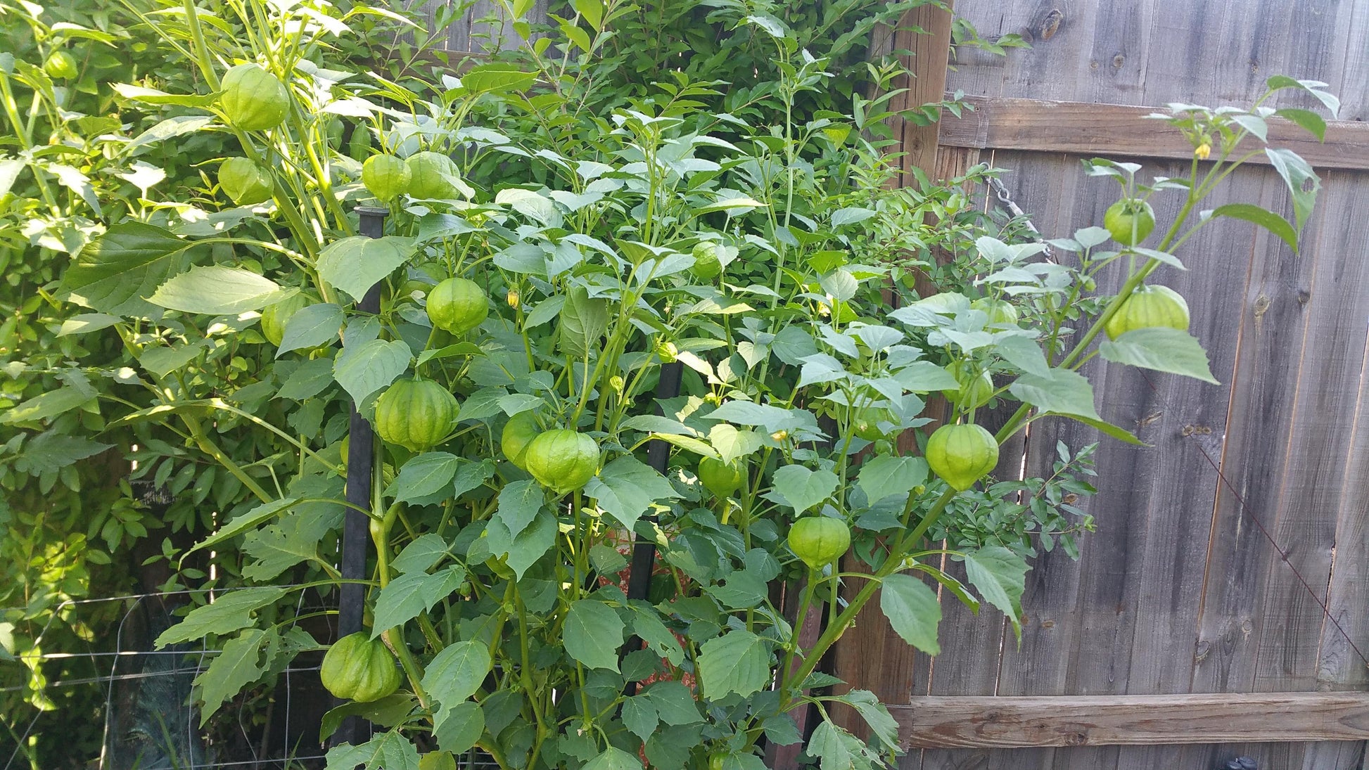 Farm Hand Seeds Grande Rio Verde  Tomatillo