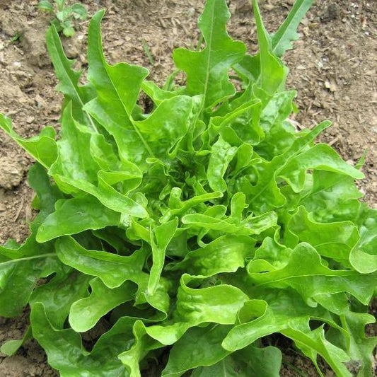 Oak Leaf Lettuce