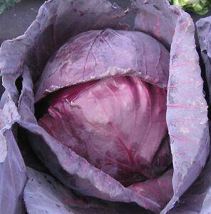 farm hand seeds Mammoth Rock Cabbage