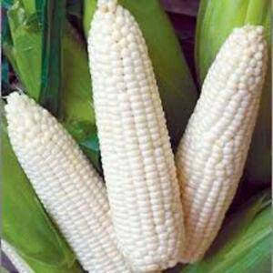 Truckers Favorite White Roasting Corn