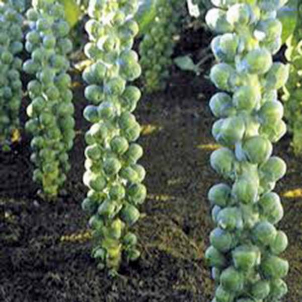 beyond organic seeds Catskill brussel sprouts