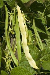 Kentucky Wonder Yellow Wax Beans