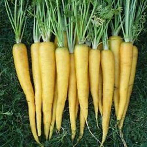 Farm.hand.seeds Yellow Solar Carrot