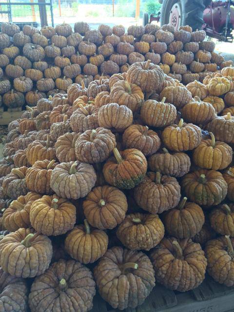 Farm.hand.seeds Black Futsu