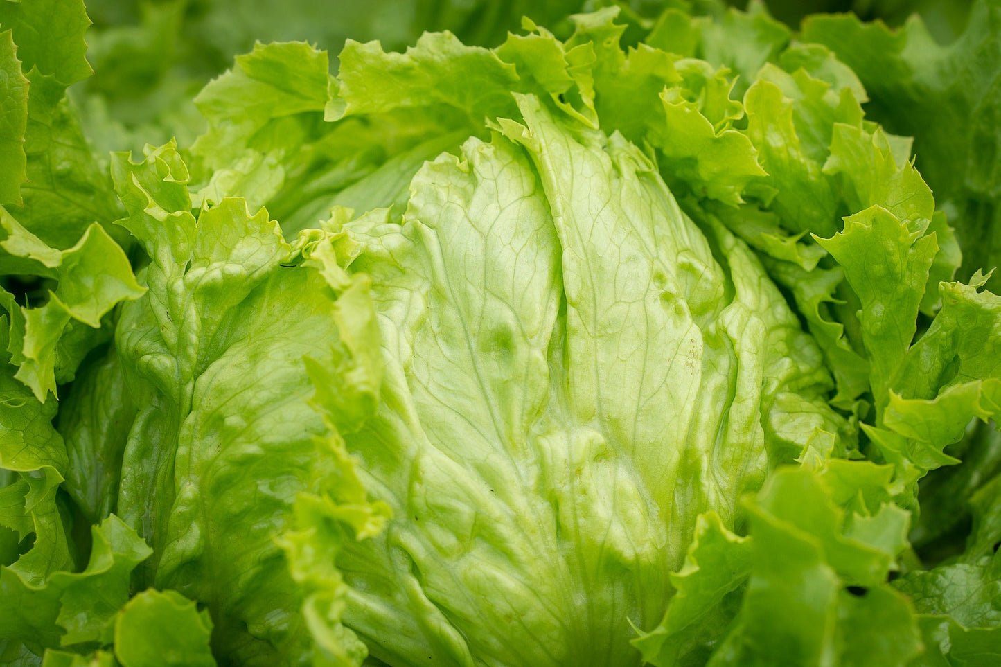 Farm.hand.seeds Pink Plume Celery 