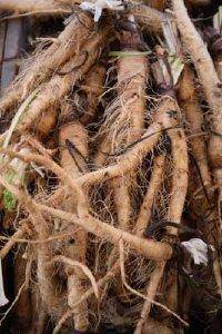 Mammoth Sandwich Island Salsify