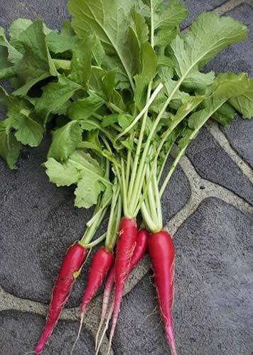 Cincinnati Red Radish