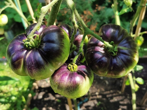 beyond organic seeds Pink Plume Celery 