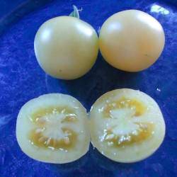 beyond organic seeds Pink Plume Celery 