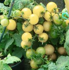 beyond organic seeds Pink Plume Celery 