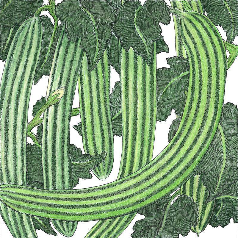 Striped Armenian Cucumber - Premium {PRODUCTsweet cornStriped Armenian Cucumber_TYPE} from Farm.hand.seeds - Just $2.89! Shop now at Farm.hand.seeds