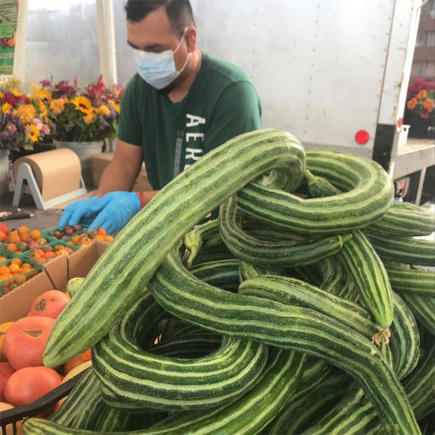 Striped Armenian Cucumber - Premium {PRODUCTsweet cornStriped Armenian Cucumber_TYPE} from Farm.hand.seeds - Just $2.89! Shop now at Farm.hand.seeds