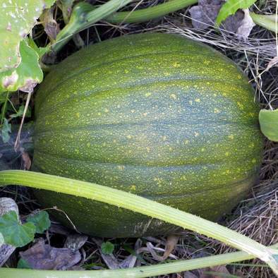 Farm.hand.seeds Tatume Summer Squash