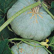 farm hand seeds Sweet Keeper