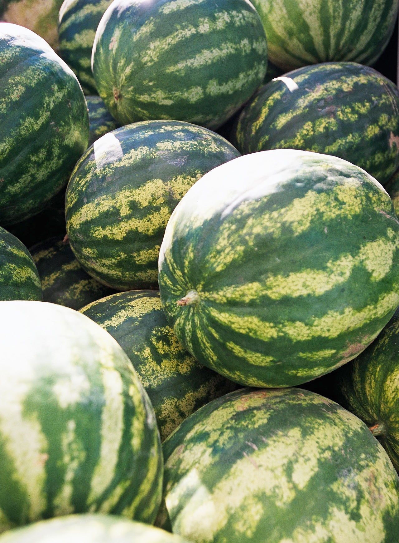 Cal sweet  bush watermelon - Premium {PRODUCTsweet cornCal sweet  bush watermelon_TYPE} from Farm.hand.seeds - Just $2.79! Shop now at Farm.hand.seeds