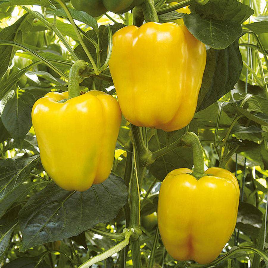 Farm.hand.seeds Sunbright Yellow Sweet Bell Pepper