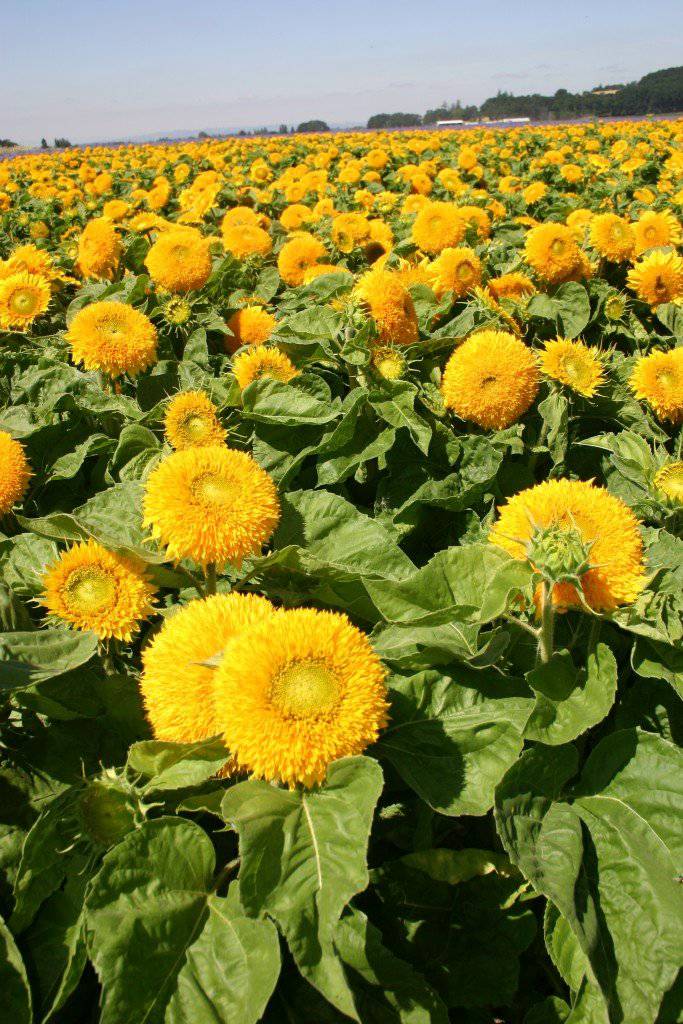 Farm.hand.seeds Teddy Bear Sunflower