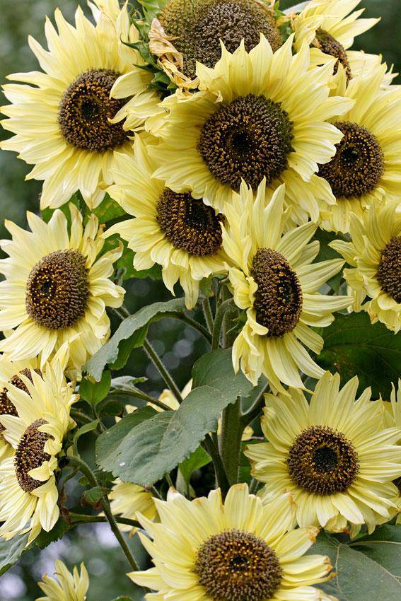 farm hand seeds Lemon Queen Sunflower