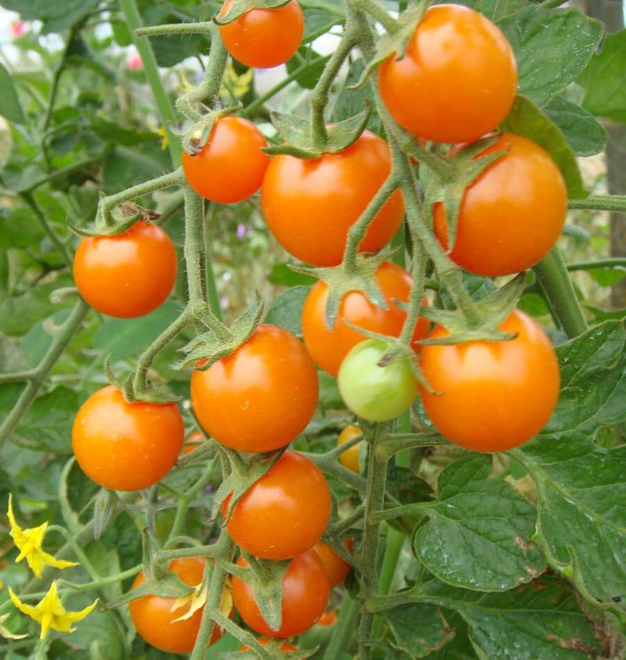 beyond organic seeds Orange Cherry Tomato