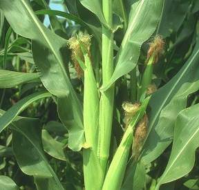 Pencil Cob Corn