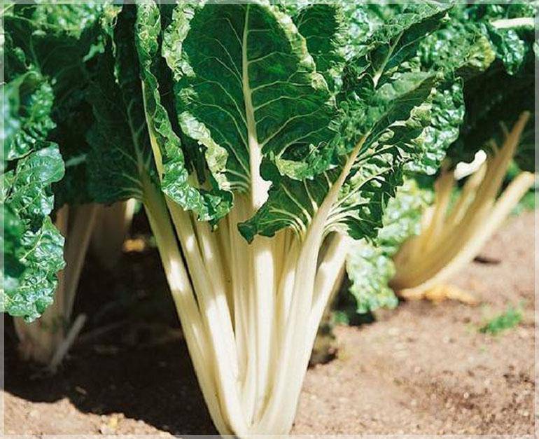 Farm.hand.seeds Large White Ribbed Swiss Chard