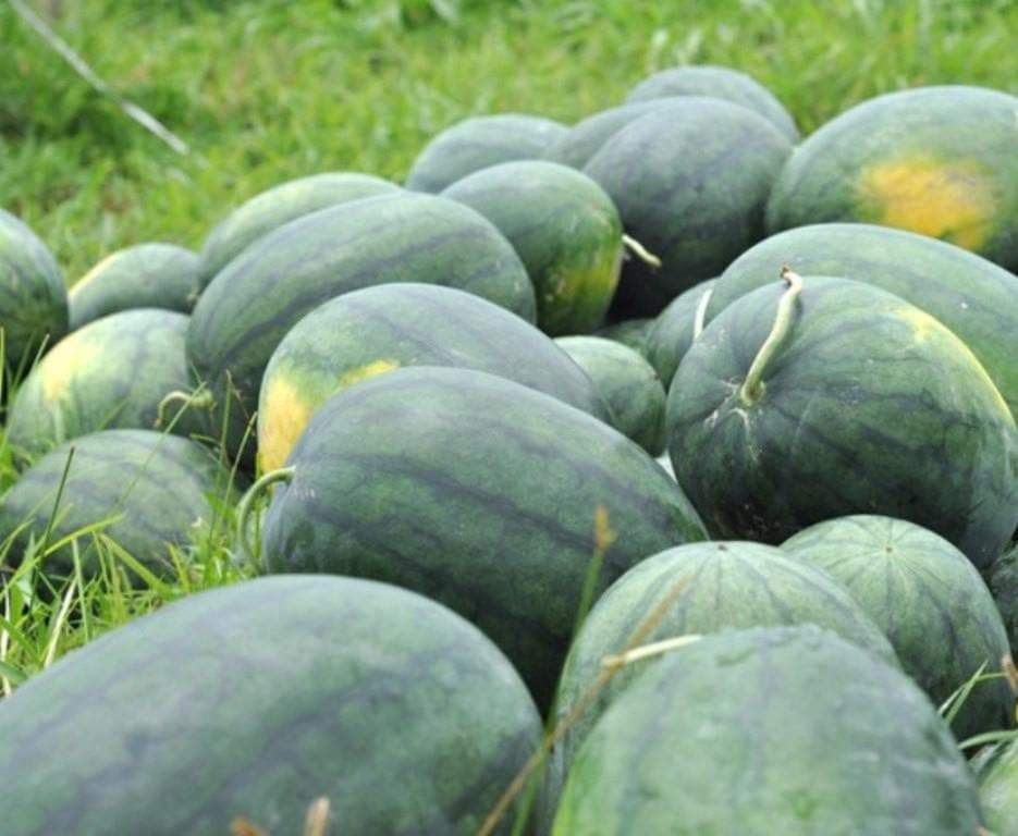 Farm.hand.seeds Florida giant watermelon