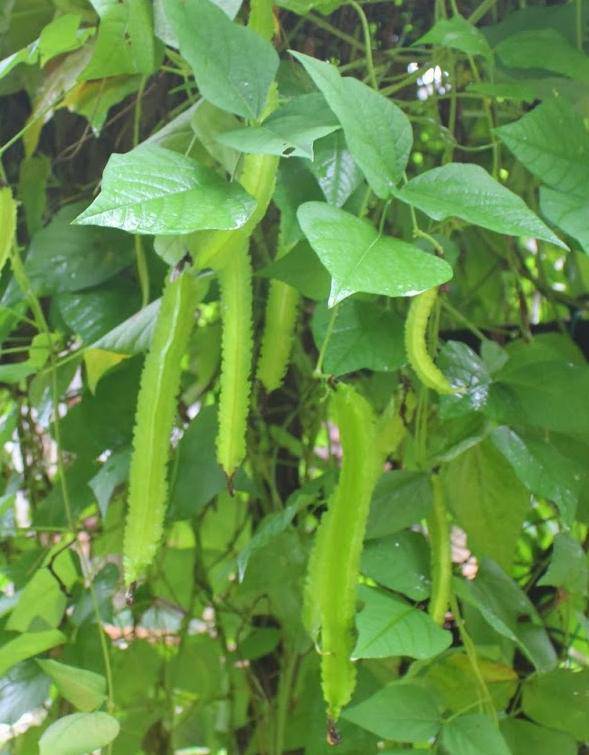 Winged Green Beans - Premium {PRODUCTsweet cornWinged Green Beans_TYPE} from farm hand seeds - Just $3.19! Shop now at Farm.hand.seeds