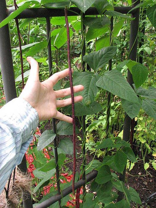 Red Yard Long Bean - Premium {PRODUCTsweet cornRed Yard Long Bean_TYPE} from beyond organic seeds - Just $2.89! Shop now at Farm.hand.seeds