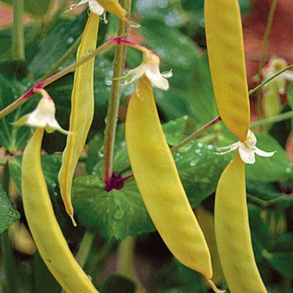 Farm.hand.seeds Golden Sweet Snow Pea